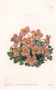 Oxalis Variete - S.Watts雕刻的图版，来自Sarah Anne Drake（1803-1857）的插图，出自英国Sydenham Edwards（1768-1819）的植物学登记册。 作者 西德纳姆·泰斯特·爱德华兹