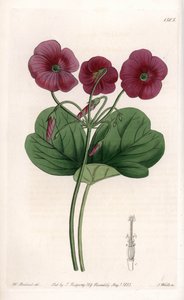 Oxalis de Bowie--由S.Watts雕刻的图版，来自Sarah Anne Drake（1803-1857）的插图，出自英国Sydenham Edwards（1768-1819）的植物学登记册。 作者 西德纳姆·泰斯特·爱德华兹