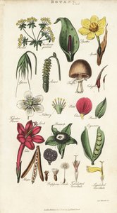 花的各部分，包括花瓣、蜜腺、颖片、种子、佛焰苞、苞叶、豆蔻等。根据Sydenham Edwards设计的手绘铜版画，出自John Mason Good的Pantologia，一部新的百科全书，G. Kearsley，伦敦 作者 西德纳姆·泰斯特·爱德华兹