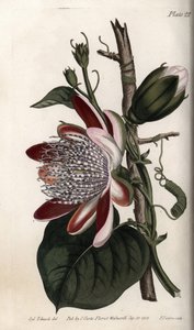 西番莲，花蕾和花朵。彩色铜版画，由Sydenham Edwards（1768-1819）为兰贝斯植物园（英国）的植物学会议提供的插图。 作者 西德纳姆·泰斯特·爱德华兹