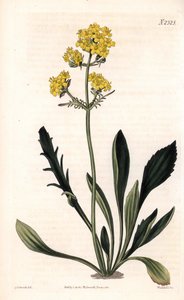 Patrinia sibirica (Altaic valerian, Valeriana ruthenica)。韦德尔根据塞登纳姆-爱德华兹的插图进行的手绘铜版画，出自塞缪尔-柯蒂斯的《植物学杂志》，伦敦 作者 西德纳姆·泰斯特·爱德华兹