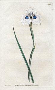 孔雀鸢尾花--西登纳姆-爱德华兹（1768-1819）的石版画，版式来自威廉-柯蒂斯的植物杂志（1746-1799）。 作者 西德纳姆·泰斯特·爱德华兹