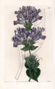 五味子变种--S.Watts雕刻的图版，出自莎拉-安妮-德雷克（1803-1857）的插图，出自英国西登纳姆-爱德华兹（1768-1819）的植物学名册。 作者 西德纳姆·泰斯特·爱德华兹