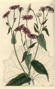 Pericallis tussilaginis (Coltsfoot-leaved groundsel, Senecio tussilaginis)。S. Watts根据Sydenham Edwards的《植物志》中Sarah Drake小姐的插图进行的手绘铜版画，伦敦Ridgeway。 作者 西德纳姆·泰斯特·爱德华兹