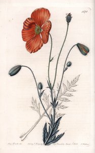 波斯罂粟变种--由S.Watts雕刻，出自莎拉-安妮-德雷克（1803-1857）的插图，出自英国西登纳姆-爱德华兹（1768-1819）的植物学登记册。 作者 西德纳姆·泰斯特·爱德华兹