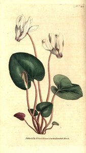 波斯仙客来或仙客来花商 - 波斯仙客来，仙客来persicum。根据James Sowerby的植物学插图进行的手绘铜版画，出自William Curtis的《植物学杂志》，伦敦Lambeth Marsh。 作者 西德纳姆·泰斯特·爱德华兹