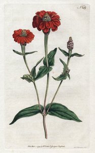 秘鲁紫荆花--西登纳姆-爱德华兹（1768-1819）的石版画，出自威廉-柯蒂斯（1746-1799）的《植物学杂志》。 作者 西德纳姆·泰斯特·爱德华兹