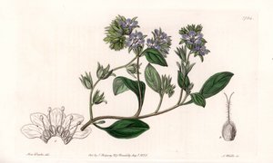 加州特有的Phacelia--S.Watts雕刻的，来自Sarah Anne Drake（1803-1857）的插图，出自英国Sydenham Edwards（1768-1819）的植物学登记册。 作者 西德纳姆·泰斯特·爱德华兹