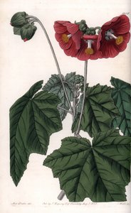 Phymosia variete，红花，原产于墨西哥--由S.Watts雕刻，出自Sarah Anne Drake（1803-1857）的插图，出自英国Sydenham Edwards（1768-1819）的植物学登记册。 作者 西德纳姆·泰斯特·爱德华兹