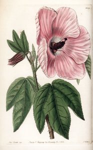 粉红色的芙蓉花--S.Watts雕刻的图版，出自莎拉-安妮-德雷克（1803-1857）的插图，出自英国西登纳姆-爱德华兹（1768-1819）的植物学登记册。 作者 西德纳姆·泰斯特·爱德华兹