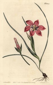 粉红色的froetang, Romulea flava (Blush trichonema, Trichonema pudicum)。F. Sansom Jr.根据Sydenham Edwards的插图进行的手绘铜版画，出自William Curtis的植物学杂志，T. Curtis，伦敦 作者 西德纳姆·泰斯特·爱德华兹