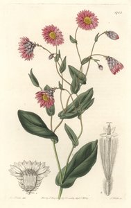 粉红色的杜鹃花，原产于澳大利亚--S. Watts strong water，来自Sarah Anne Drake（1803-1857）的插图，出自《植物志》。 作者 西德纳姆·泰斯特·爱德华兹