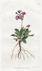 Primevere marginee - Sydenham Edwards（1768-1819）的石版画，版式来自William Curtis的植物杂志（1746-1799）。 作者 西德纳姆·泰斯特·爱德华兹
