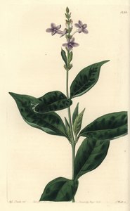 Pseuderanthemum faecundum (Ever-blowing eranthemum, Eranthemum faecundum)。S. Watts根据Sydenham Edwards的《植物志》中Sarah Drake小姐的插图进行的手绘铜版画，Ridgeway，伦敦 作者 西德纳姆·泰斯特·爱德华兹