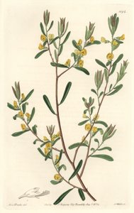 Pultanea flexilis，原产于澳大利亚--S. Watts strong water，来自Sarah Anne Drake（1803-1857）的插图，出自《植物志》。 作者 西德纳姆·泰斯特·爱德华兹
