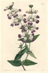 紫色的中国宝塔，原产于加利福尼亚--S.Watts Strong Water来自Sarah Anne Drake（1803-1857）的插图，来自《植物志》。 作者 西德纳姆·泰斯特·爱德华兹