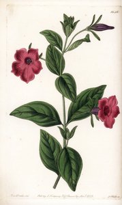 紫色花矮牵牛 - S.Watts 雕刻的盘子，来自 Sarah Anne Drake (1803-1857) 的插图，来自英国 Sydenham Edwards (1768-1819) 的植物名录 作者 Sydenham Teast Edwards