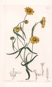 加利福尼亚州的雏菊女王 - 由 S.Watts 雕刻，来自 Sarah Anne Drake (1803-1857) 的插图，来自英国 Sydenham Edwards (1768-1819) 的植物名录 作者 西德纳姆·泰斯特·爱德华兹