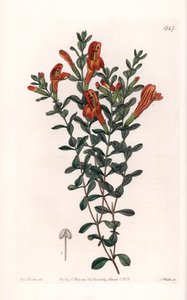Red Clinopode Variete - S. Watts雕刻的，来自Sarah Anne Drake（1803-1857）的插图，出自英国Sydenham Edwards（1768-1819）的植物学记录。 作者 西德纳姆·泰斯特·爱德华兹