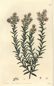 红毛丹参，Soulangia rubra。S. Watts根据J. Hart的插图进行的手绘铜版画，出自Sydenham Edwards的植物志，伦敦Ridgeway。 作者 西德纳姆·泰斯特·爱德华兹
