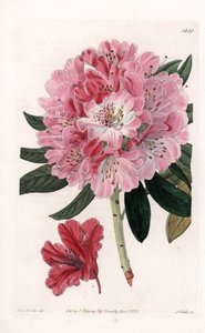 杜鹃花杂交变种--S.Watts雕刻的，来自莎拉-安妮-德雷克（1803-1857）的插图，出自英国西登纳姆-爱德华兹（1768-1819）的植物学登记册。 作者 西德纳姆·泰斯特·爱德华兹
