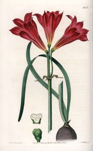 Rodophiale bifide - S.Watts的刻板，基于Sarah Anne Drake（1803-1857）的插图，来自英国Sydenham Edwards（1768-1819）的植物学记录。 作者 西德纳姆·泰斯特·爱德华兹