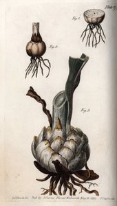 百合花的根部和球茎。彩色铜版画，由Sydenham Edwards（1768-1819）为兰贝斯植物园（英国）的植物学会议提供的插图。 作者 西德纳姆·泰斯特·爱德华兹