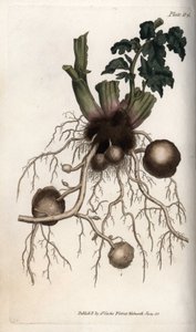 一个种薯的根和块茎。彩色铜版画，由Sydenham Edwards（1768-1819）为兰贝斯植物园（英国）的植物学会议绘制的插图。 作者 西德纳姆·泰斯特·爱德华兹