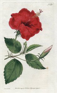 中国的玫瑰--西登纳姆-爱德华兹（1768-1819）的石版画，版式来自威廉-柯蒂斯的植物杂志（1746-1799）。 作者 西德纳姆·泰斯特·爱德华兹