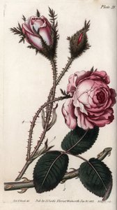 玫瑰，玫瑰花百叶。彩色铜版画，由Sydenham Edwards（1768-1819）为兰贝斯植物园（英国）植物学会议绘制的插图。 作者 西德纳姆·泰斯特·爱德华兹