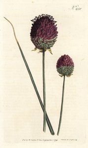 圆头大蒜，Allium sphaerocephalon（紫头大蒜，Allium descendens）。Sansom根据Sydenham Edwards的插图进行的手绘铜版画，出自William Curtis的植物杂志，伦敦 作者 西德纳姆·泰斯特·爱德华兹