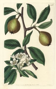 鼠尾草叶梨--鼠尾草叶梨，Pyrus salviifolia（Pyrus salvifolia）。S. Watts根据Sarah Drake的插图进行的手绘铜版画，出自伦敦Ridgeway的Sydenham Edwards《植物志》。