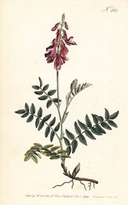 Sainfoin des Alpes--阿尔卑斯山圣女果，Hedysarum hedysaroides (Creeping rooted hedysarum obscurum)--Sansom根据Sydenham Edwards的插图绘制的手绘铜版画，出自伦敦William Curtis的植物杂志。 作者 Sydenham Teast Edwards