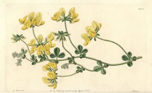 沙莲 - 沙莲，Lotus arenarius。S. Watts根据M. Hart的插图进行的手绘铜版画，出自伦敦Ridgeway的Sydenham Edwards《植物志》。 作者 西德纳姆·泰斯特·爱德华兹