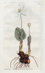 Sanguinaire du Canada - Sydenham Edwards（1768-1819）的石版画，版式来自William Curtis的植物杂志（1746-1799）。 作者 西德纳姆·泰斯特·爱德华兹