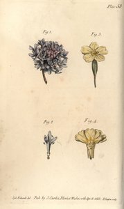 葶苈子花, 葶苈子花, 蒺藜花 作者 西德纳姆·泰斯特·爱德华兹