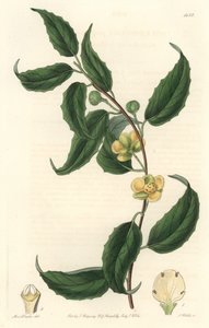 五味子开黄色的花，原产于尼泊尔--沃茨（S. Watts）根据莎拉-安妮-德雷克（1803-1857）的插图所做的Water forte，来自《植物志》。 作者 西德纳姆·泰斯特·爱德华兹