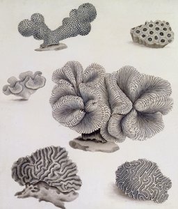 贝壳和海洋植物（铅笔、钢笔、墨水和水彩）（另见351985、351986和351987）。 作者 西德纳姆·泰斯特·爱德华兹