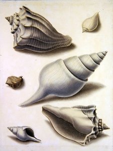 贝壳和海洋植物（纸上铅笔、钢笔、墨水和水彩）（另见351984、351985和351987）。 作者 西德纳姆·泰斯特·爱德华兹