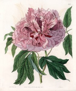 灌木牡丹或绵羊牡丹--S.Watts的刻板，出自莎拉-安妮-德雷克（1803-1857）的插图，出自英国西登纳姆-爱德华兹（1768-1819）的植物学登记册 作者 西德纳姆·泰斯特·爱德华兹