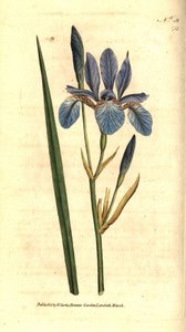 西伯利亚鸢尾花 - 西伯利亚鸢尾花，Iris sibirica。根据詹姆斯-索尔比的植物学插图进行的手绘铜版画，出自威廉-柯蒂斯的《植物学杂志》，伦敦兰贝斯沼泽。 作者 西德纳姆·泰斯特·爱德华兹