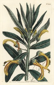 Siphocampylus giganteus，濒临灭绝（巨大的龙须菜，Lobelia gigantea）。F. Sansom Jr.根据Sydenham Edwards的插图进行的手绘铜版画，出自William Curtis的植物学杂志，T. Curtis，伦敦 作者 西德纳姆·泰斯特·爱德华兹