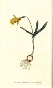 小水仙--最小的水仙，Narcissus pseudonarcissus亚种（Narcissus minor）。根据詹姆斯-索尔比的植物学插图进行的手绘铜版画，出自威廉-柯蒂斯的《植物学杂志》，伦敦兰贝斯沼泽地