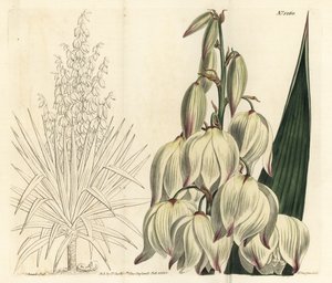 西班牙匕首或极品亚当针，Yucca gloriosa。F. Sansom Jr.根据Sydenham Edwards的插图进行的手绘铜版画，出自William Curtis的植物学杂志，T. Curtis，伦敦 作者 西德纳姆·泰斯特·爱德华兹