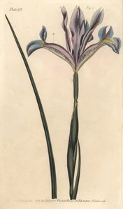 西班牙鸢尾花，Iris xiphium。F. Sansom的手绘铜版画，是Sydenham Edwards为William Curtis在兰贝斯植物园所做的植物学讲座而创作的植物学插图。 作者 西德纳姆·泰斯特·爱德华兹
