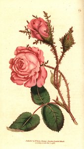 闪亮的玫瑰（sparkling rose）--粉红色的苔藓，Rosa centifolia f. muscosa（蔷薇）。根据威廉-柯蒂斯的《植物学杂志》中的植物插图手绘铜版画，伦敦兰贝斯沼泽地 作者 西德纳姆·泰斯特·爱德华兹