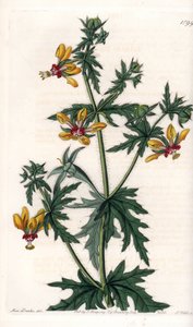辛辣的罂粟花--由S.Watts雕刻的图版，出自莎拉-安妮-德雷克（1803-1857）的插图，出自英国西登纳姆-爱德华兹（1768-1819）的植物学登记册。 作者 西德纳姆·泰斯特·爱德华兹