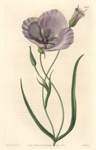 Splendid calochorte (splendid mariposa), native to California - Satiny calochortus or splendid mariposa lily, Calochortus splendens, Native to California - Handcoloured copperplate engraving S. Watts after an illustration by Miss Drake, from Sydenham Edwar 作者 西德纳姆·泰斯特·爱德华兹
