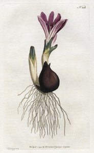 春天的球茎或钟乳石--西登汉姆-爱德华兹（1768-1819）的石版画，出自威廉-柯蒂斯的植物杂志（1746-1799）。 作者 西德纳姆·泰斯特·爱德华兹