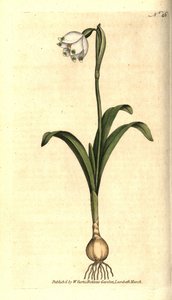 春天的水平或克劳迪内特--春天的雪花，Leucojum vernum。根据詹姆斯-索尔比的植物学插图手绘的铜版画，出自威廉-柯蒂斯的《植物学杂志》，伦敦兰贝斯沼泽。 作者 西德纳姆·泰斯特·爱德华兹